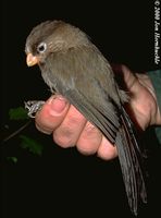 Three-toed Parrotbill - Paradoxornis paradoxus