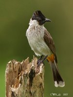 Sooty-headed Bulbul - Pycnonotus aurigaster