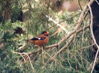 Spectacled Finch - Callacanthis burtoni