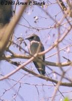 Large Cuckooshrike - Coracina macei