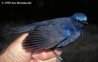 Blue-fronted Robin - Cinclidium frontale