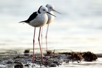 Black winged Stilt