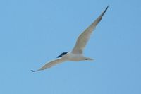 Crested Tern