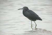 Little Blue Heron - Egretta caerulea