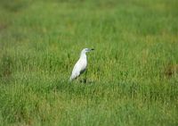 Madagascar Pond-Heron - Ardeola idae