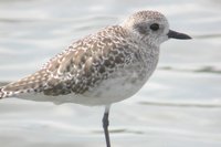 Black-bellied Plover - Pluvialis squatarola