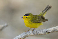 Wilson's Warbler (Wilsonia pusilla) photo