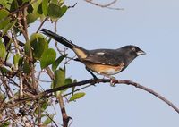 Eastern Towhee (Pipilo erythrophthalmus) photo