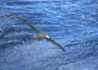 Northern (Hall's) Giant Petrel (Macronectes halli) photo