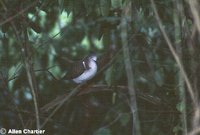 Caribbean Dove - Leptotila jamaicensis