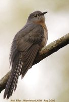 Fan-tailed Cuckoo - Cacomantis flabelliformis