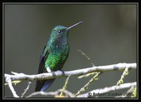 Steely-vented Hummingbird - Saucerottia saucerrottei