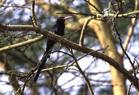 Green Woodhoopoe - Phoeniculus purpureus