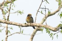 Brown-chested Barbet - Capito brunneipectus