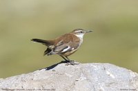 White-winged Cinclodes - Cinclodes atacamensis