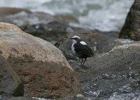 White-capped Dipper - Cinclus leucocephalus