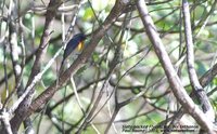 Slaty-backed Flycatcher - Ficedula hodgsonii