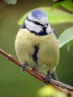 Eurasian Blue Tit - Cyanistes caeruleus