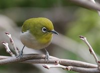 Japanese White-eye - Zosterops japonicus