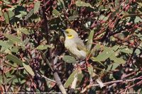 Gray-fronted Honeyeater - Lichenostomus plumulus