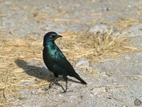 Cape Glossy-Starling - Lamprotornis nitens