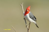 Red-crested Cardinal - Paroaria coronata