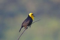 Yellow-hooded Blackbird - Chrysomus icterocephalus