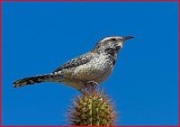 Cactus Wren, Organ Pipe NM