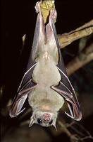 Egyptian Fruit Bat