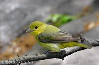 Scarlet Tanager  (female)