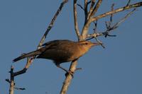 Thrush-like  wren