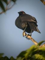 Photos were made by Foek Chin Joe near Republiek in Suriname