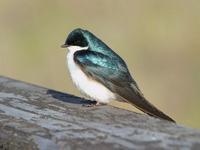 Tree Swallow