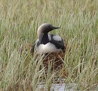 Pacific Loon On Nest