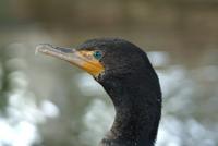 Double Crested Cormorant