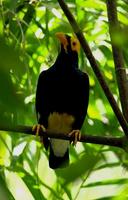 Yellow-faced Myna