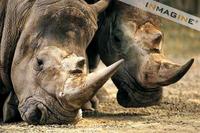 White Rhinoceros (Ceratotherium simum) photo