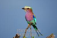 Lilac-breasted roller (Coracias caudatus) . Etosha National Park . Namibia stock photo