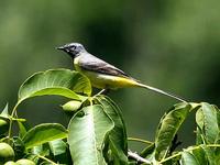 Grey wagtail (Motacilla cinerea) © Phil Farrer