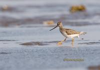 Terek sandpiper C20D 02857.jpg