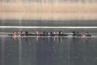 Surf Scoter (Melanitta perspicillata)