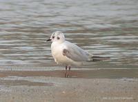 fig 2. Saunders's Gull. Whenever              I see her,  she always alone.