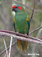 Musk Lorikeet