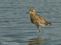 Pacific Golden-Plover Pluvialis fulva