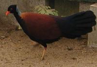 Pheasant Pigeon Otidiphaps nobilis nobilis