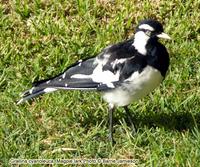 Magpie lark, Grallina cyanoleuca, Male (Grallinidae).