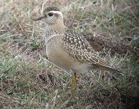 Pluvier guignard (Charadrius morinellus)