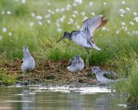 Greenshank (Tringa nebularia)