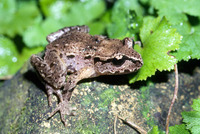 : Leiopelma hamiltoni; Hamilton's Frog