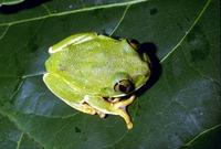 : Leptopelis flavomaculatus; Yellow-spotted Tree Frog